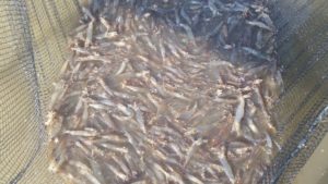 20161108_082334-white-farming-600x330