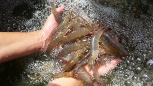 20161108_112213-white-hand