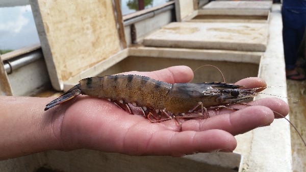 20161108_114058-tiger-hand2-600x337