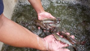 20161108_114443-tiger-hand-1000x562