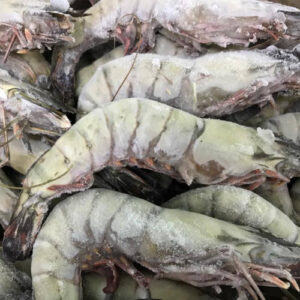 tigerprawn500x500