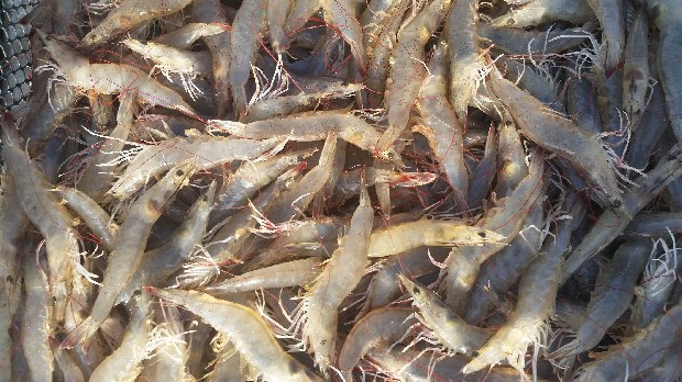 20161108_082440-white-620x348