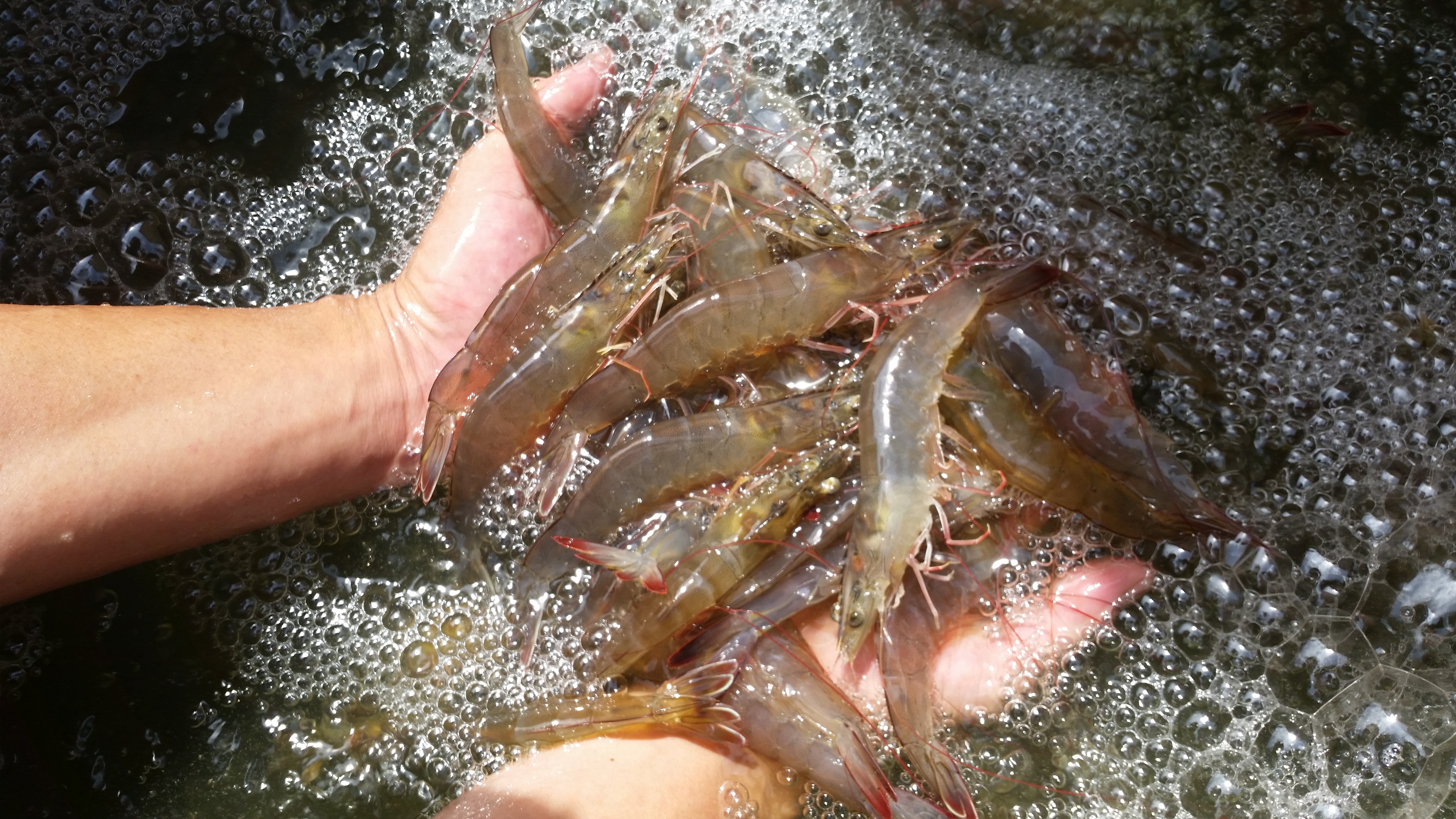 20161108_112213-white-hand