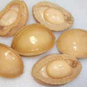 Abalone – Cultivated (Taiwan)
