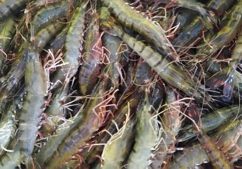 20161108_161516-tiger-620x348