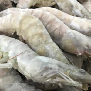 White Prawn