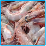fresh-prawn